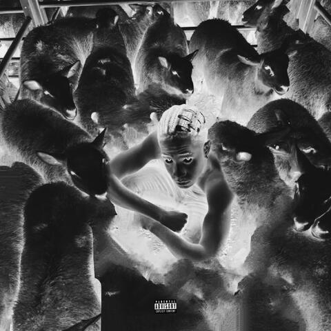 BLACK SHEEP