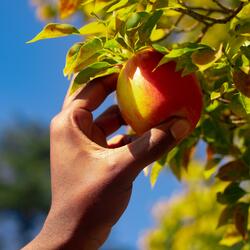 Spiritual Starfruit