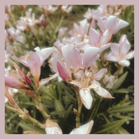 Bloom (feat. graydawn)