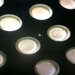 porcelain cups