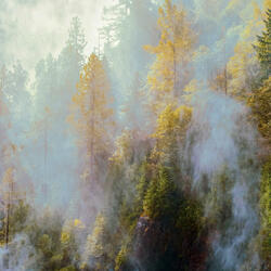 Mist Over Memory