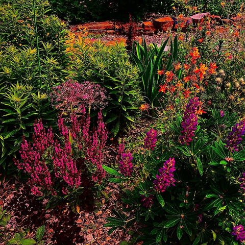 Desert Flowers Grow Wild
