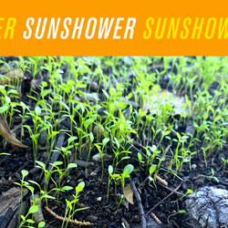 S U N S H O W E R