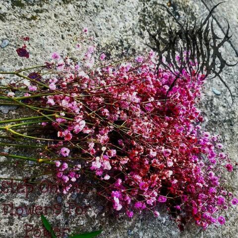 Step On Our Flowers For Power