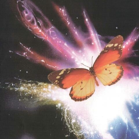 Stomach Butterfly
