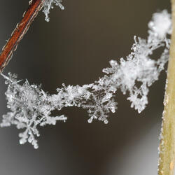 Snowflake, June 18th