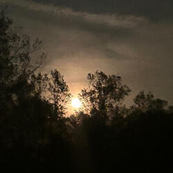 Moonlight