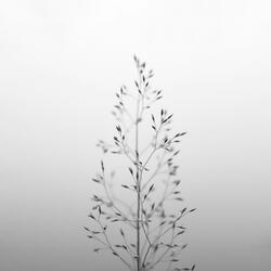 everlasting ◊ ambient loop