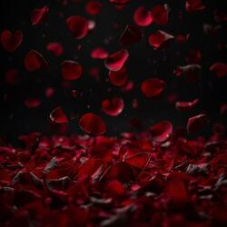 Rose Petals
