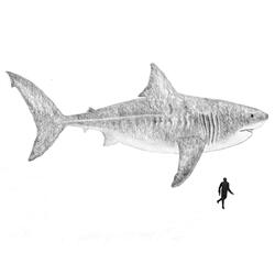 Megalodon