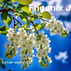 Белая черемуха