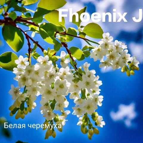 Белая черемуха