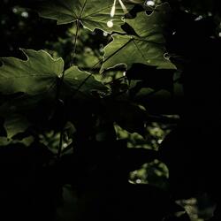 Dance Monkey (Piano Version)