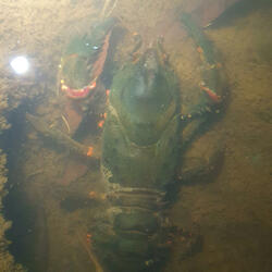 King Fisher Pool Night II