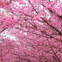 W/MYB3STFREN |REMASTER|