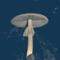 destroying angel