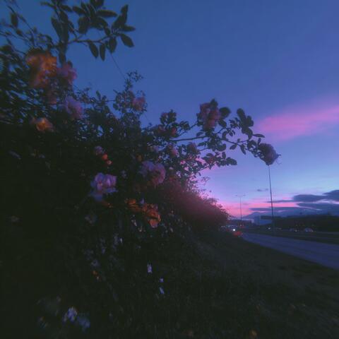 flowers by the road