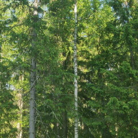 Forest Hush