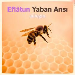 Eflâtun Yaban Arısı