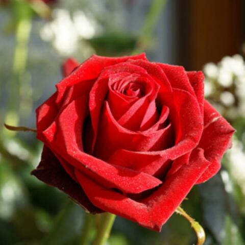 QUISIERA REGALARLE UNA ROSA