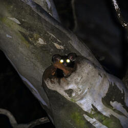 Polblue Swamp Night III