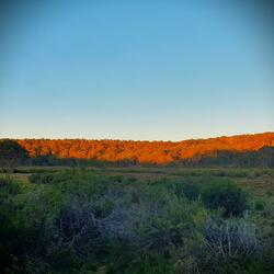 Polblue Swamp Evening II