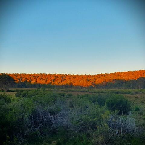 Polblue Swamp Evening