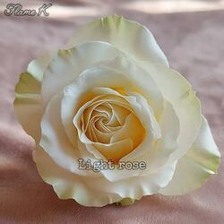 Light Rose