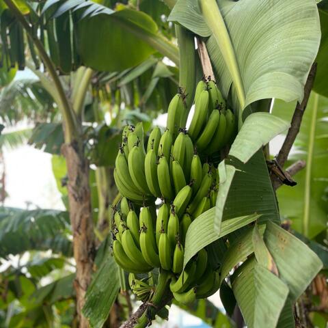 Banana
