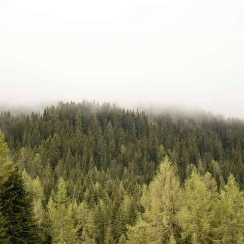 Pinewood Dreams