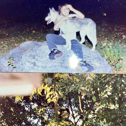 THE FOREST 1994