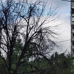 The little tree in my backyard