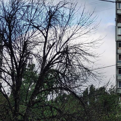 The little tree in my backyard