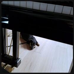 thought two (butterfly)