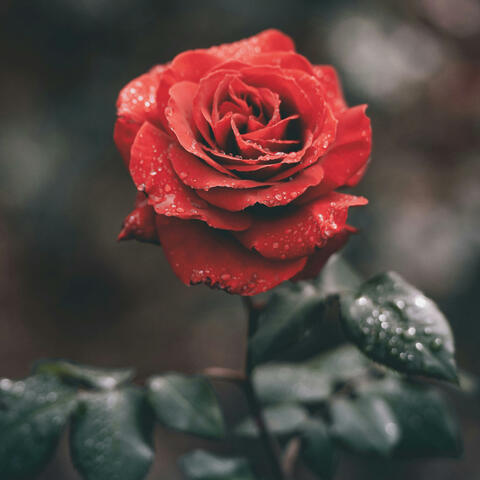 Only Love