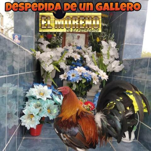 Despedida de un Gallero