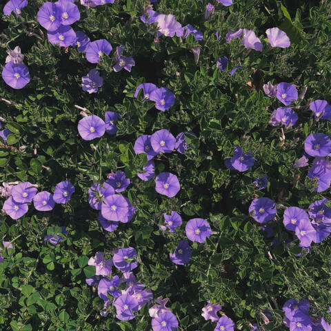 for a mind that wanders, the flower patch remains cold