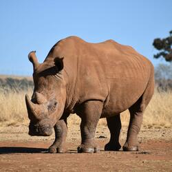 Rhino with a Quiet Heart