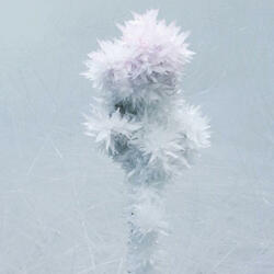 Dancing crystals