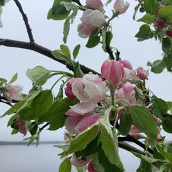 Can't Stop Thinking About You