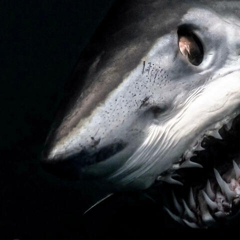 SHARKIN SHII (feat. Shymane)