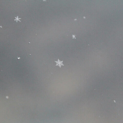 Snowflake, June 28th