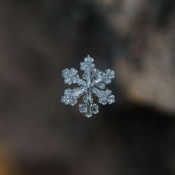 Snowflake, June 27th