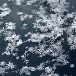 Snowflake, June 28th II