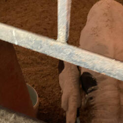 Arbol de crecimiento