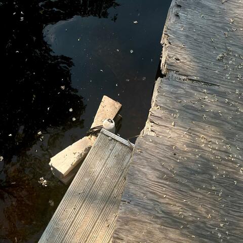 The Dock / Blue Heron