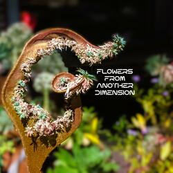 FLOWERS FROM ANOTHER DIMENSION