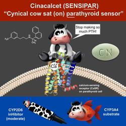 Cinacalcet (Hypercalcemic Version)