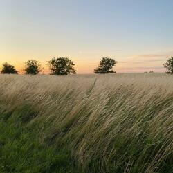 Echoing Breeze