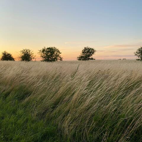Echoing Breeze